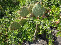 Opuntia mojavensis