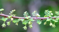 Phyllanthus macranthus