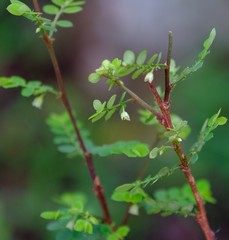 Phyllanthus macranthus