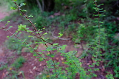 Phyllanthus macranthus