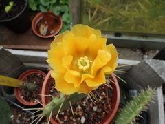 Opuntia mojavensis