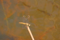 Brachythemis contaminata