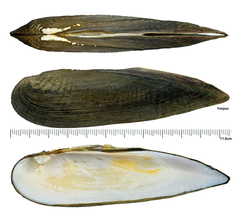 Lanceolaria acrorrhyncha