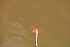 Brachythemis contaminata