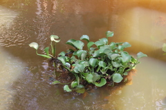 Pontederia crassipes