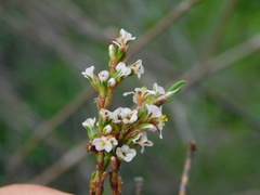Polygonum equisetiforme