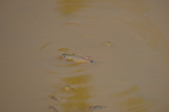 Dawkinsia filamentosa