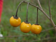 Solanum elaeagnifolium