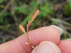 Polygonum equisetiforme