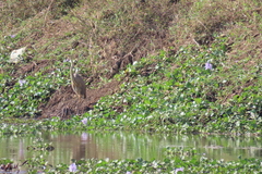 Pontederia crassipes