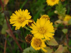 Heterotheca subaxillaris