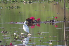 Pontederia crassipes