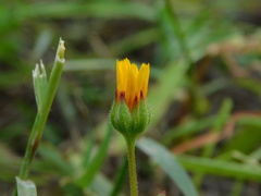 Calendula arvensis