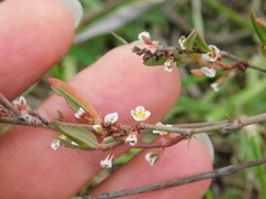 Polygonum equisetiforme