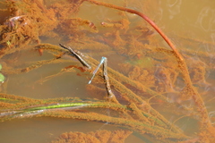 Pseudagrion microcephalum