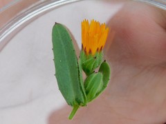 Calendula arvensis