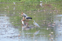 Pontederia crassipes