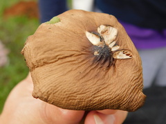 Volvopluteus gloiocephalus