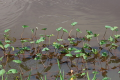 Ipomoea aquatica
