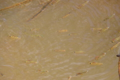 Dawkinsia filamentosa