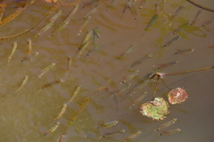 Dawkinsia filamentosa