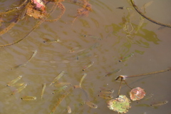 Dawkinsia filamentosa