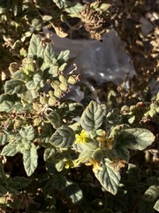 Heliotropium arbainense