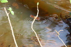Brachythemis contaminata