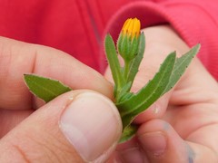 Calendula arvensis