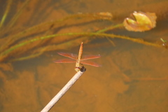 Brachythemis contaminata