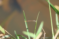 Agriocnemis keralensis