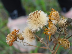 Heterotheca subaxillaris