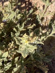 Heliotropium arbainense