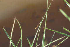 Agriocnemis keralensis