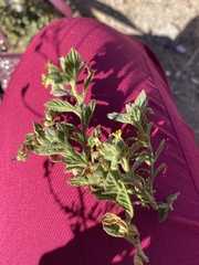 Heliotropium arbainense