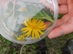 Heterotheca subaxillaris