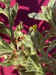 Heliotropium arbainense