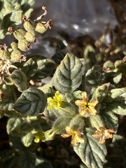 Heliotropium arbainense