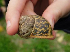 Cornu aspersum