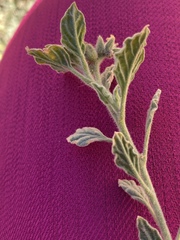 Heliotropium arbainense