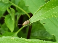 Ophraella sexvittata