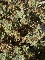 Heliotropium arbainense