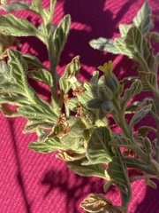 Heliotropium arbainense