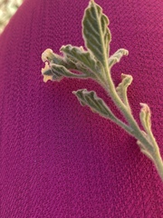 Heliotropium arbainense