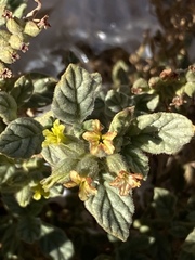 Heliotropium arbainense