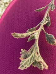 Heliotropium arbainense