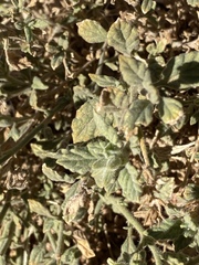 Heliotropium arbainense