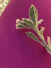 Heliotropium arbainense