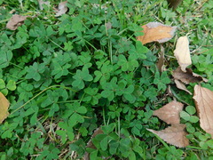 Oxalis pes-caprae