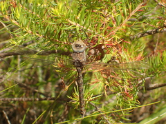 Pinheyschna subpupillata